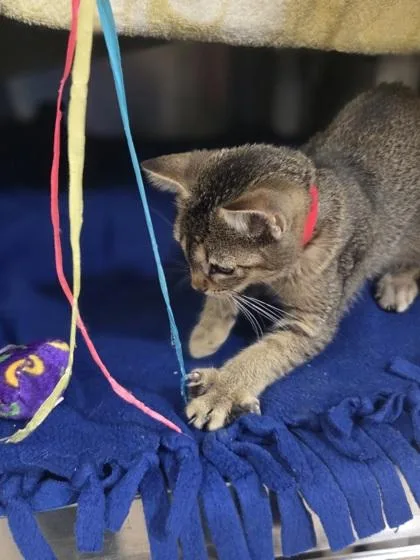 A baby small-sized female Domestic Short Hair cat named Pudding Pop for adoption in Westland, MI