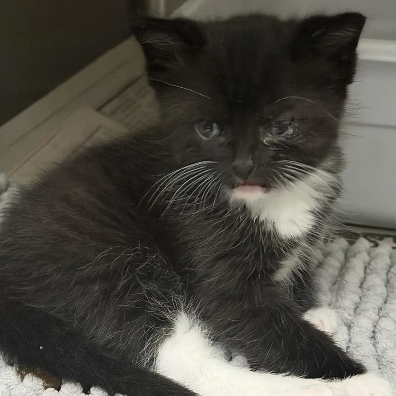 A baby small-sized male Black Domestic Short Hair cat named Yoda for adoption in Marion, VA