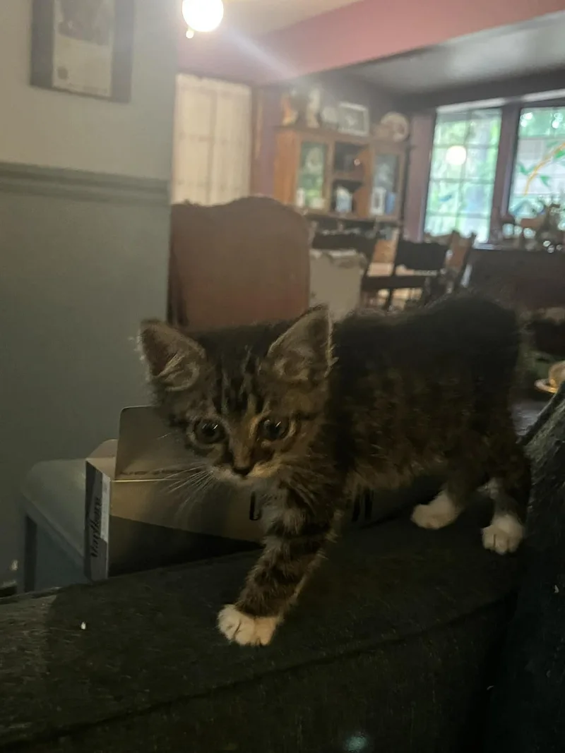 A baby small-sized female Domestic Short Hair cat named Itty Bit for adoption in Battle Ground, WA