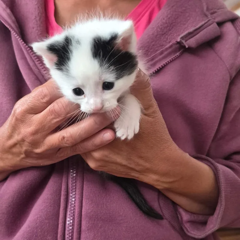 A baby small-sized female White Domestic Short Hair cat named Spots for adoption in Coos Bay, OR