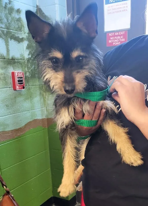 A young small-sized male Terrier dog named Pen C Kennedy for adoption in Lawrenceville, GA