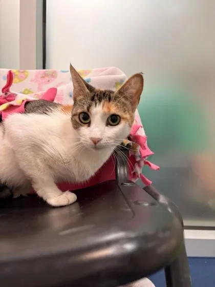 An adult small-sized female Domestic Short Hair cat named Annie for adoption in Roseville, CA