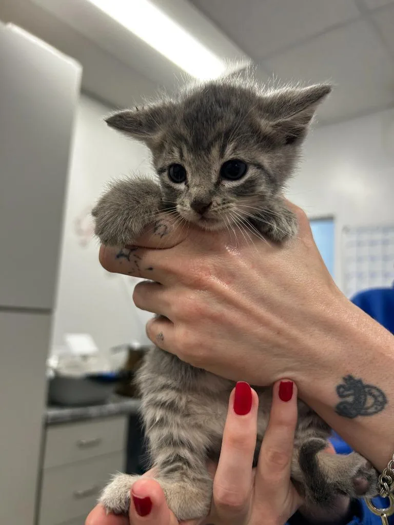 A baby small-sized female Domestic Short Hair cat named Elio for adoption in Thousand Oaks, CA
