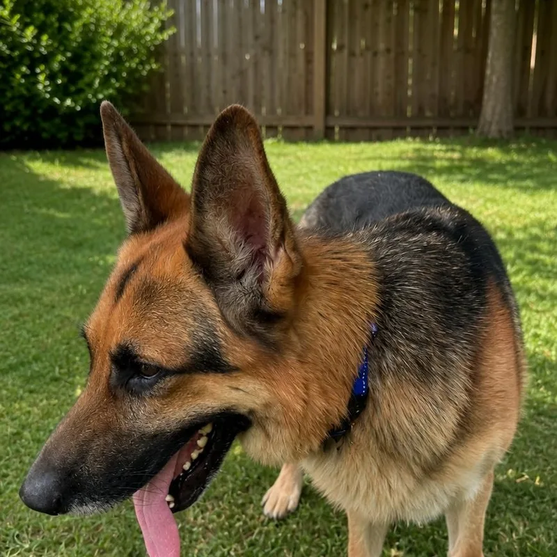 An adult large-sized male Bicolor German Shepherd Dog dog named Nitro for adoption in Logansport, IN