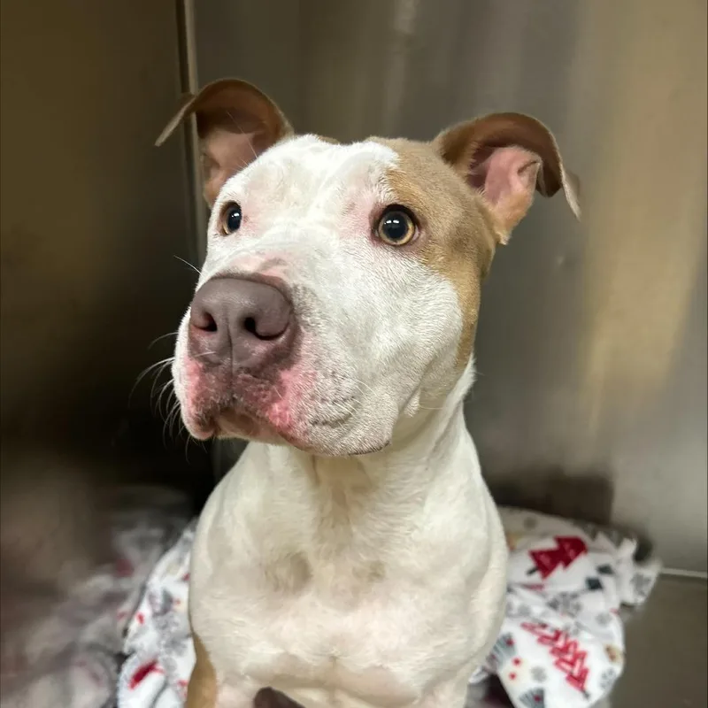 An adult medium-sized female Mixed Breed dog named Cake pop for adoption in Winston-Salem, NC