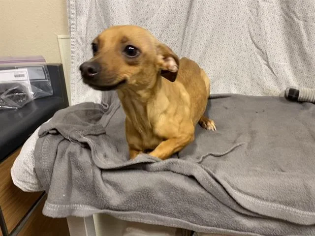 Clary