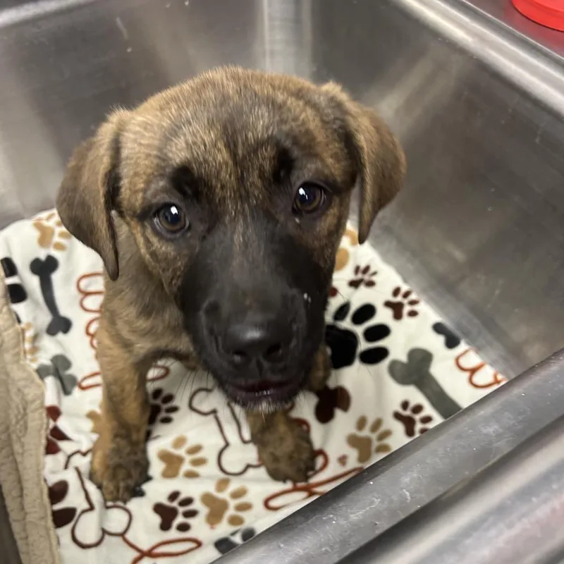 A baby small-sized female Brindle Shepherd dog named Carmen for adoption in Birmingham, AL
