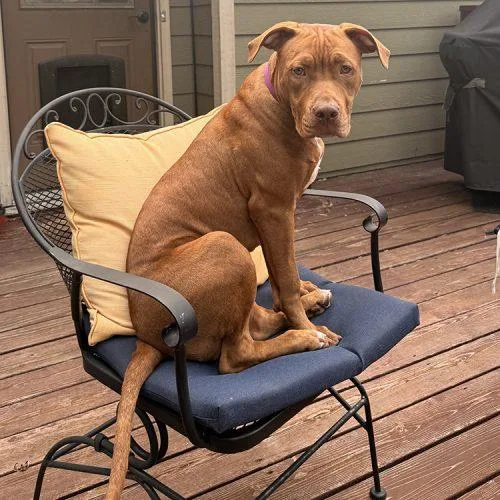 A baby medium-sized female Red / Chestnut / Orange Pit Bull Terrier dog named Ginger for adoption in Minneapolis, MN
