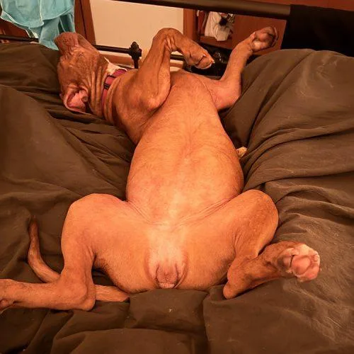 Ginger thumbnail 4