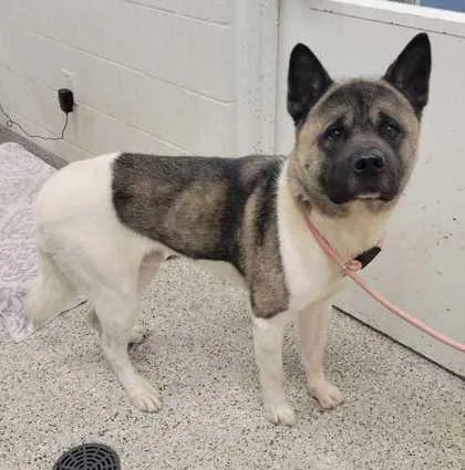 An adult extra large-sized male White / Cream Akita dog named Jace for adoption in Kansas City, MO
