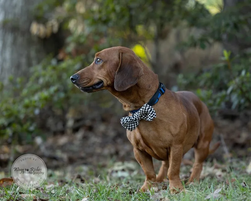 A young small-sized male Brown / Chocolate Dachshund dog named Boone for adoption in Tuscaloosa, AL