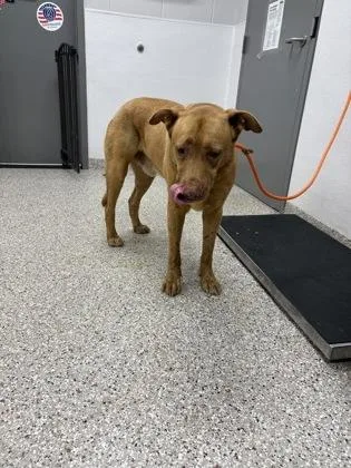 An adult large-sized male Terrier dog named Alf for adoption in Gastonia, NC