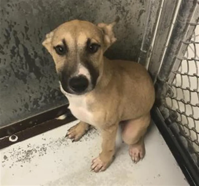 A baby small-sized male Belgian Shepherd / Malinois dog named Fritter for adoption in Conroe, TX