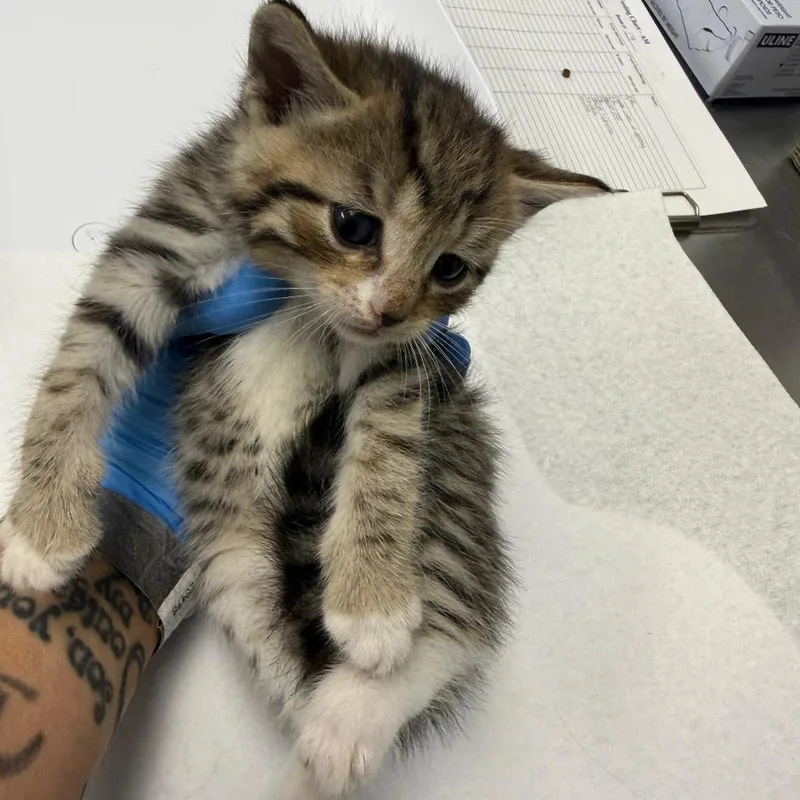 A baby small-sized male Domestic Medium Hair cat named Doc for adoption in Greenville, SC