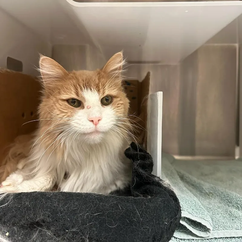 A senior medium-sized male Orange / Red Domestic Long Hair cat named Coco for adoption in Santa Barbara, CA