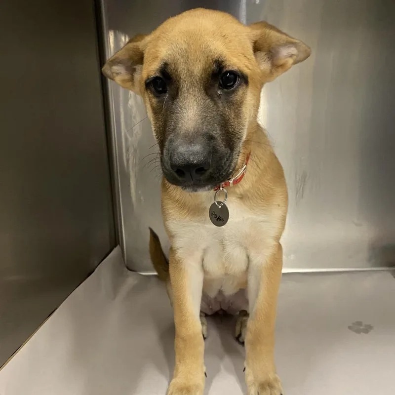 A baby small-sized female Mixed Breed dog named LA Poppie for adoption in Port Washington, NY