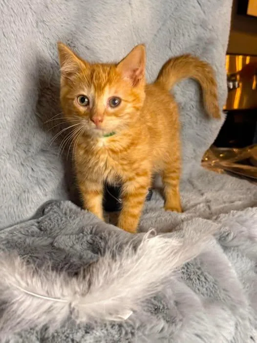 A young medium-sized male Orange / Red Domestic Short Hair cat named Sir Tom for adoption in Reading, PA