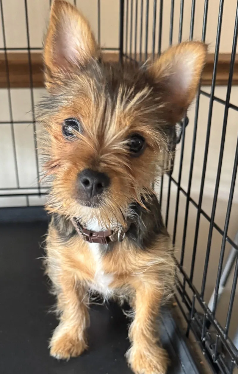 A baby small-sized male Yorkshire Terrier dog named Joey for adoption in Mukwonago, WI