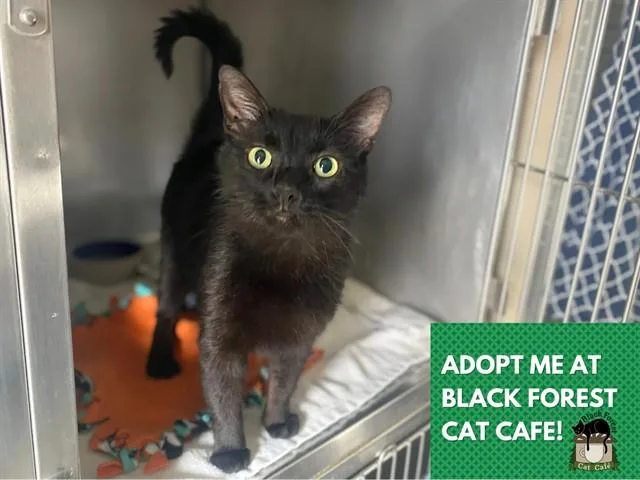 A young small-sized female Domestic Short Hair cat named Midnight for adoption in Fort Wayne, IN