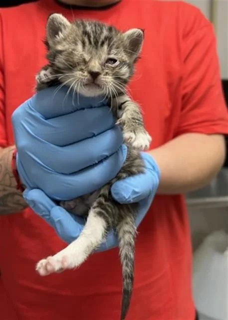 A baby small-sized female Domestic Short Hair cat named Kakashi for adoption in San Bernardino, CA