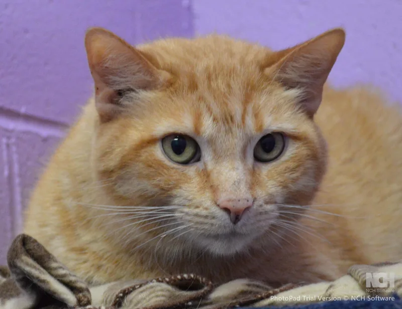 An adult extra large-sized male Orange / Red Domestic Short Hair cat named Beep for adoption in House Springs, MO