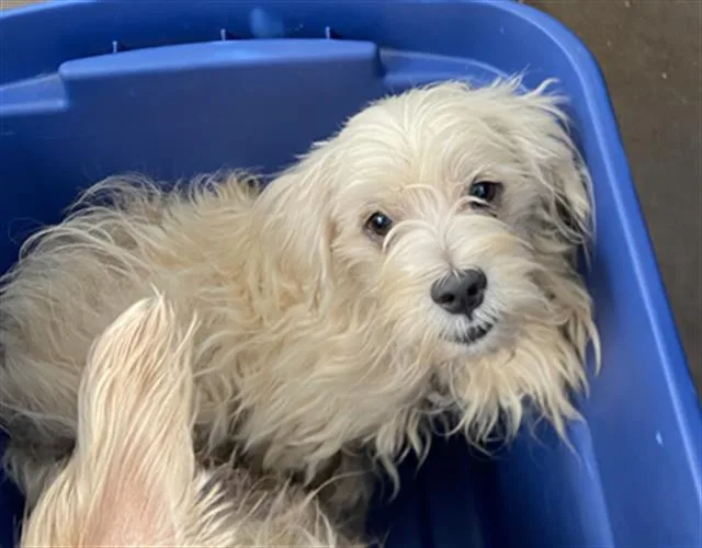A young medium-sized male Mixed Breed dog named Stewart for adoption in Dallas, TX