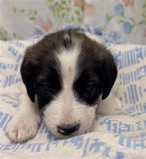 A baby small-sized male Australian Cattle Dog / Blue Heeler dog named Dopey for adoption in Rosenberg, TX