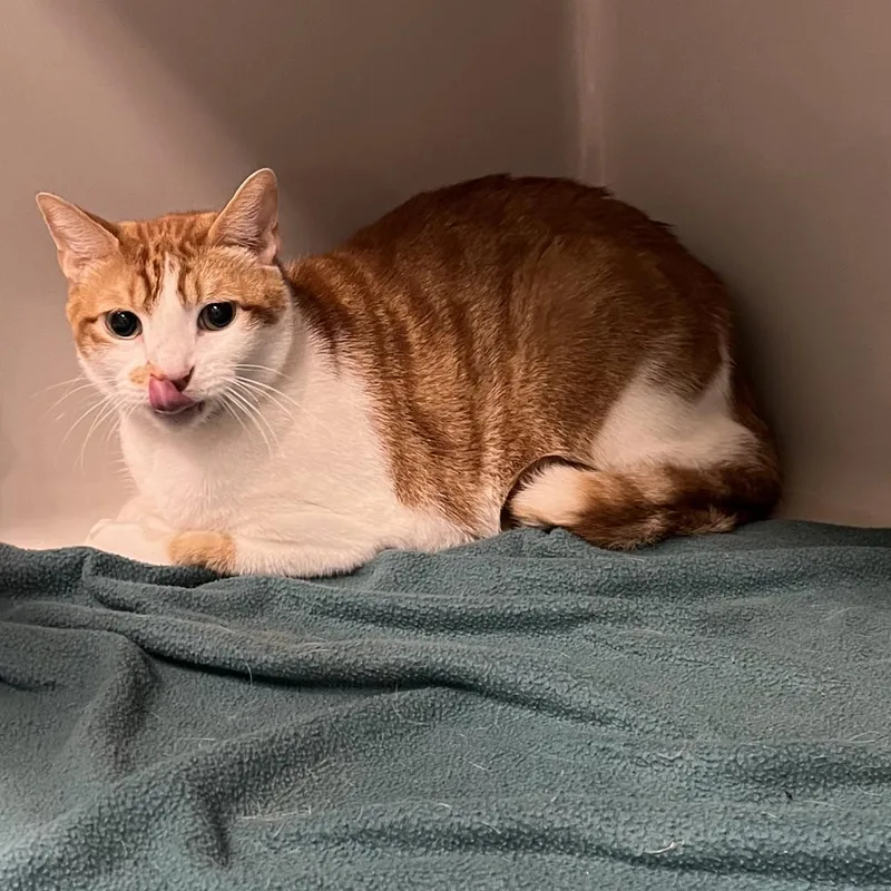 An adult large-sized male Orange / Red Domestic Short Hair cat named Patches for adoption in Saint Charles, MO
