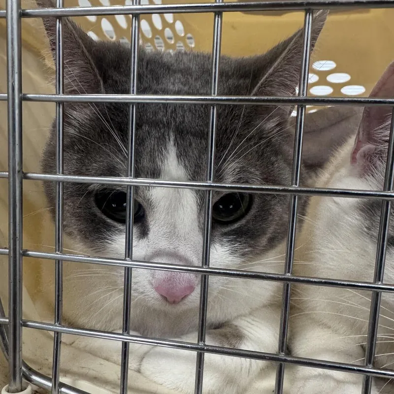 An adult small-sized female Gray / Blue / Silver Domestic Short Hair cat named Tikal for adoption in Newark, NJ
