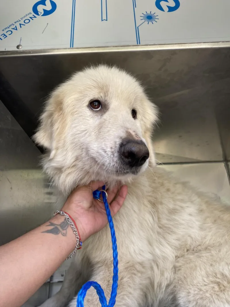 A young large-sized female Mixed Breed dog named Chloe for adoption in Dallas, TX