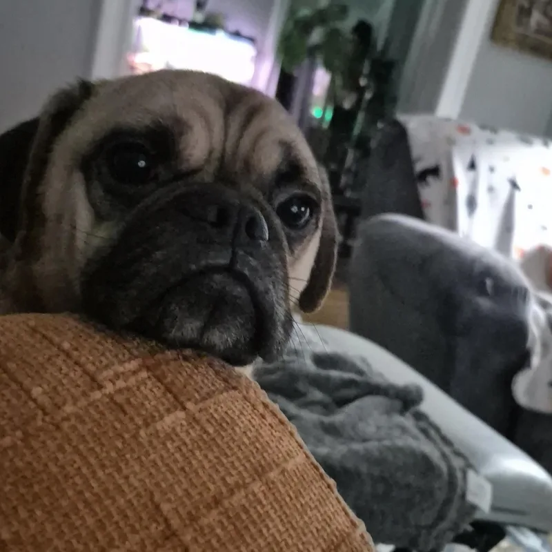 A young small-sized male Pug dog named Chico for adoption in Northampton, MA