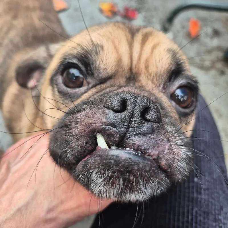 Chico thumbnail 2