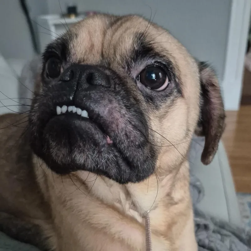 Chico thumbnail 3