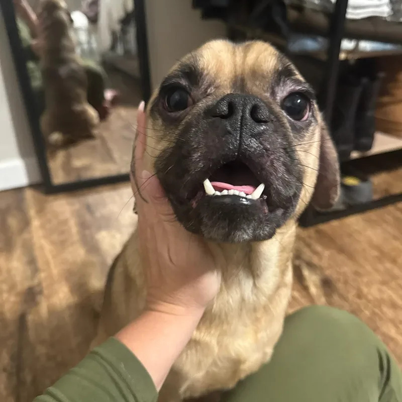 Chico thumbnail 5
