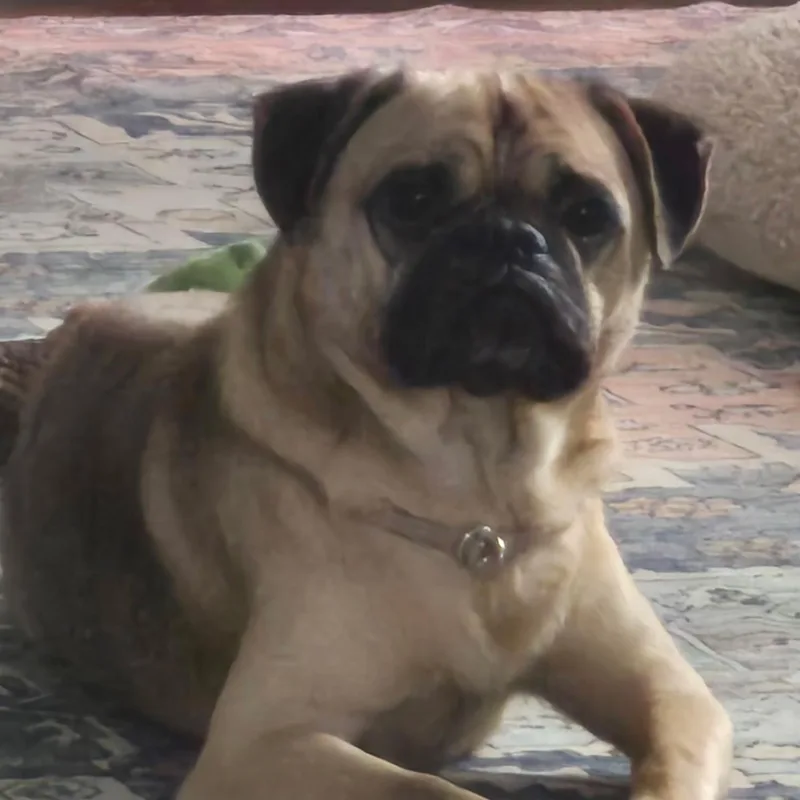 Chico thumbnail 6