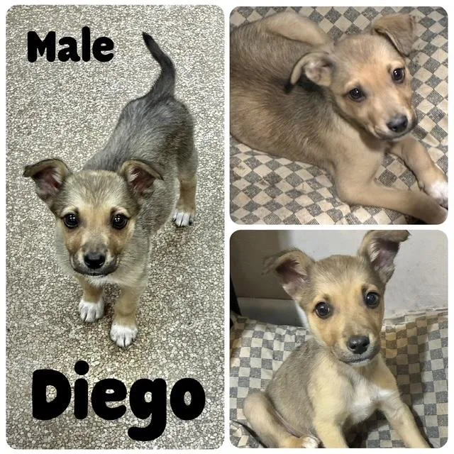 A baby medium-sized male Shepherd dog named Diego for adoption in Manchester, CT