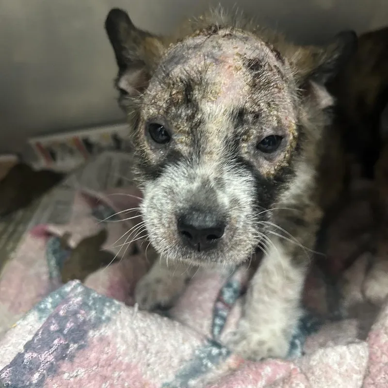 A baby small-sized male Yellow / Tan / Blond / Fawn Husky dog named Cruz for adoption in Parrish, AL