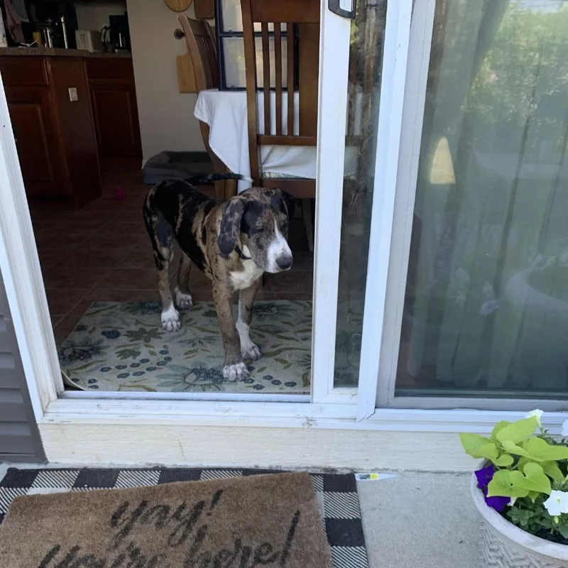A baby extra large-sized male Black Great Dane dog named Odin for adoption in Joliet, IL