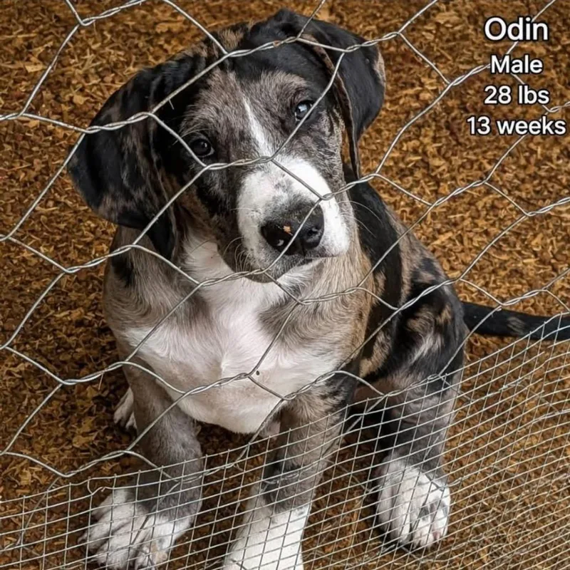 Odin thumbnail 2
