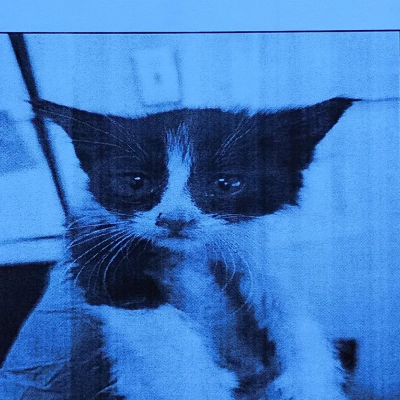 A baby small-sized male White Domestic Short Hair cat named Rocky road for adoption in Grantsville, UT