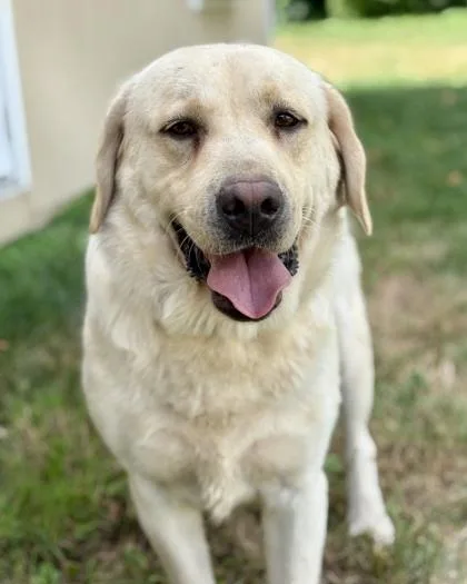 An adult large-sized male Labrador Retriever dog named Bentley for adoption in Malvern, PA