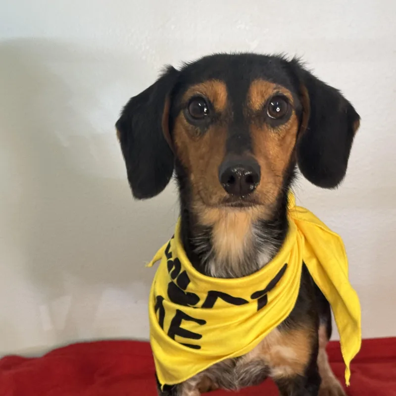 A young small-sized male Tricolor (Brown, Black, & White) Dachshund dog named Salty Dog for adoption in Meherrin, VA