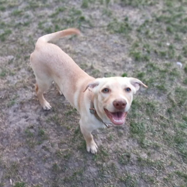 A baby small-sized female White / Cream Mixed Breed dog named Clementine for adoption in Bismarck, ND
