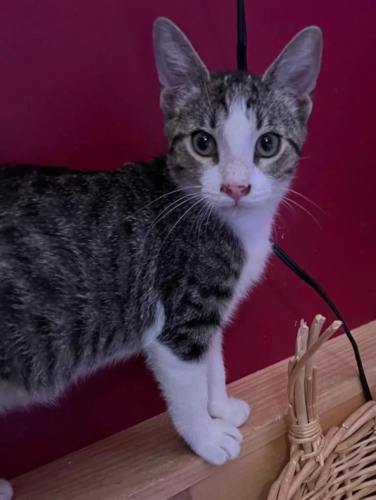 A baby small-sized male Domestic Short Hair cat named Maloney for adoption in Gorham, ME