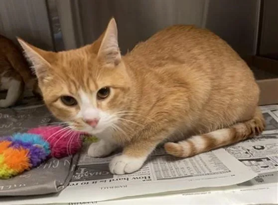 A young small-sized male Domestic Short Hair cat named Rusty for adoption in Saint Louis, MO