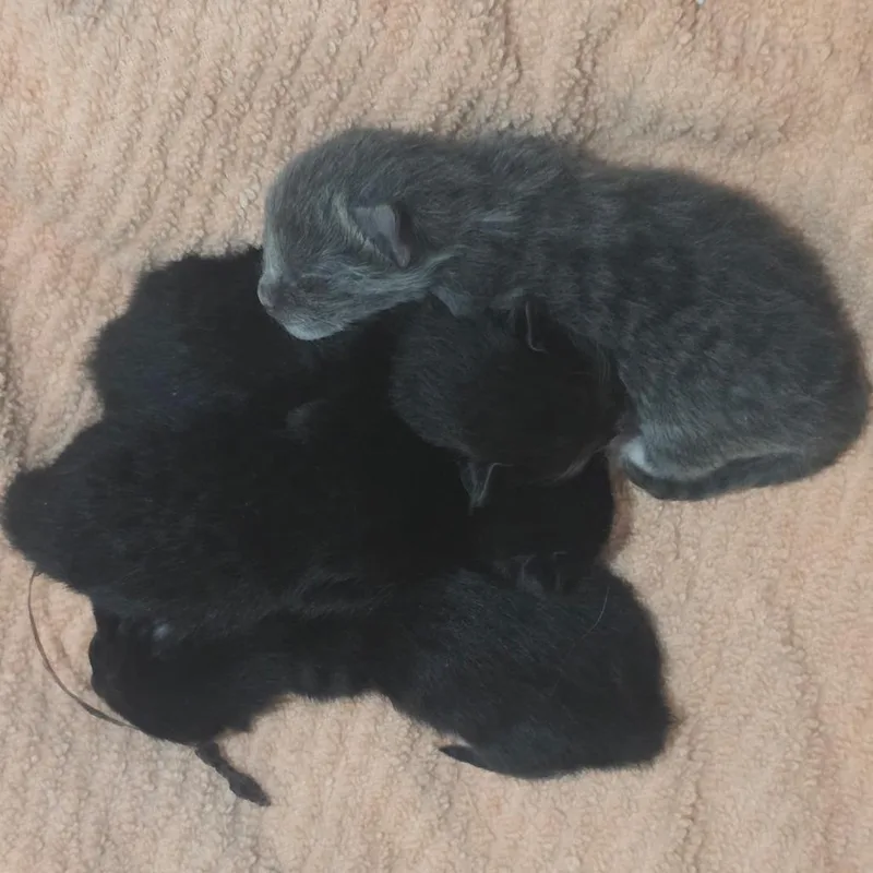 A baby small-sized female Black Domestic Short Hair cat named Clover for adoption in Layton, UT