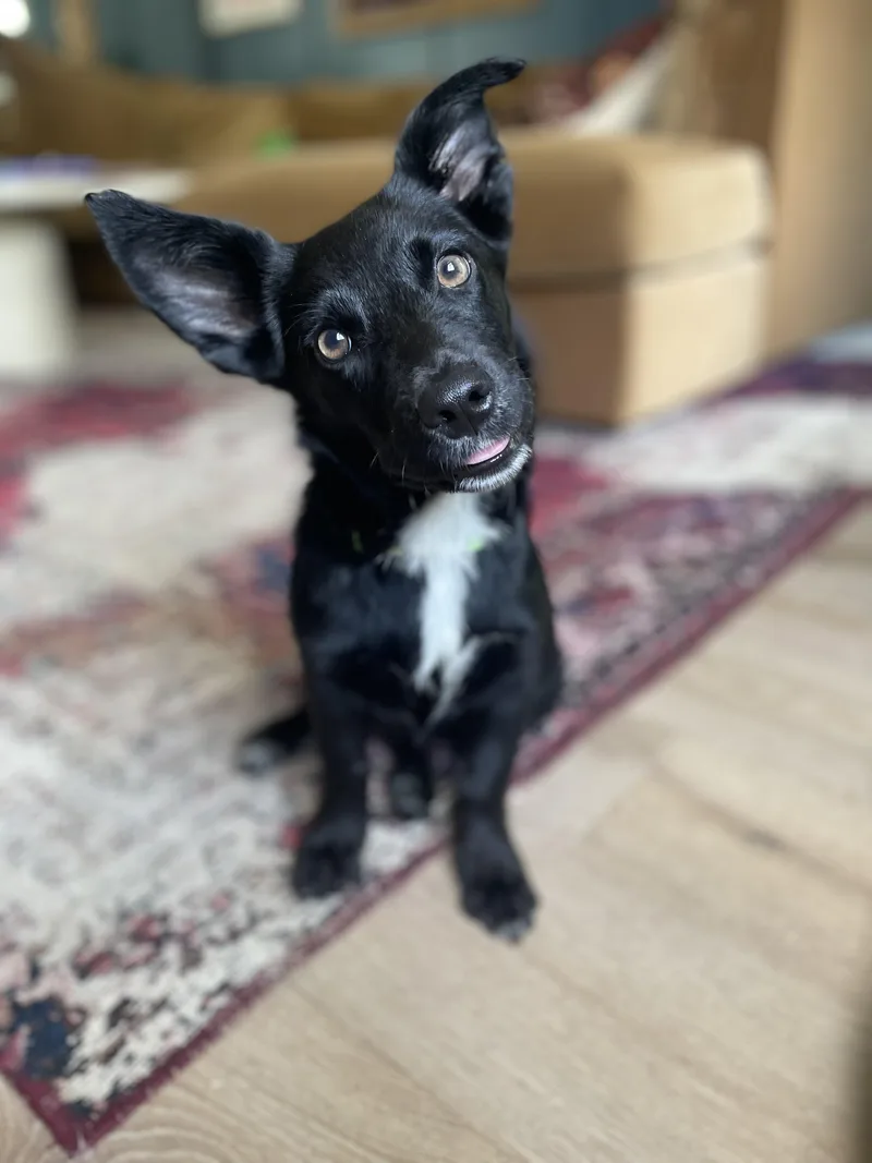 Angus