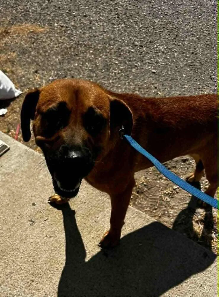An adult medium-sized female Yellow / Tan / Blond / Fawn Mixed Breed dog named Savva for adoption in Evansville, IN