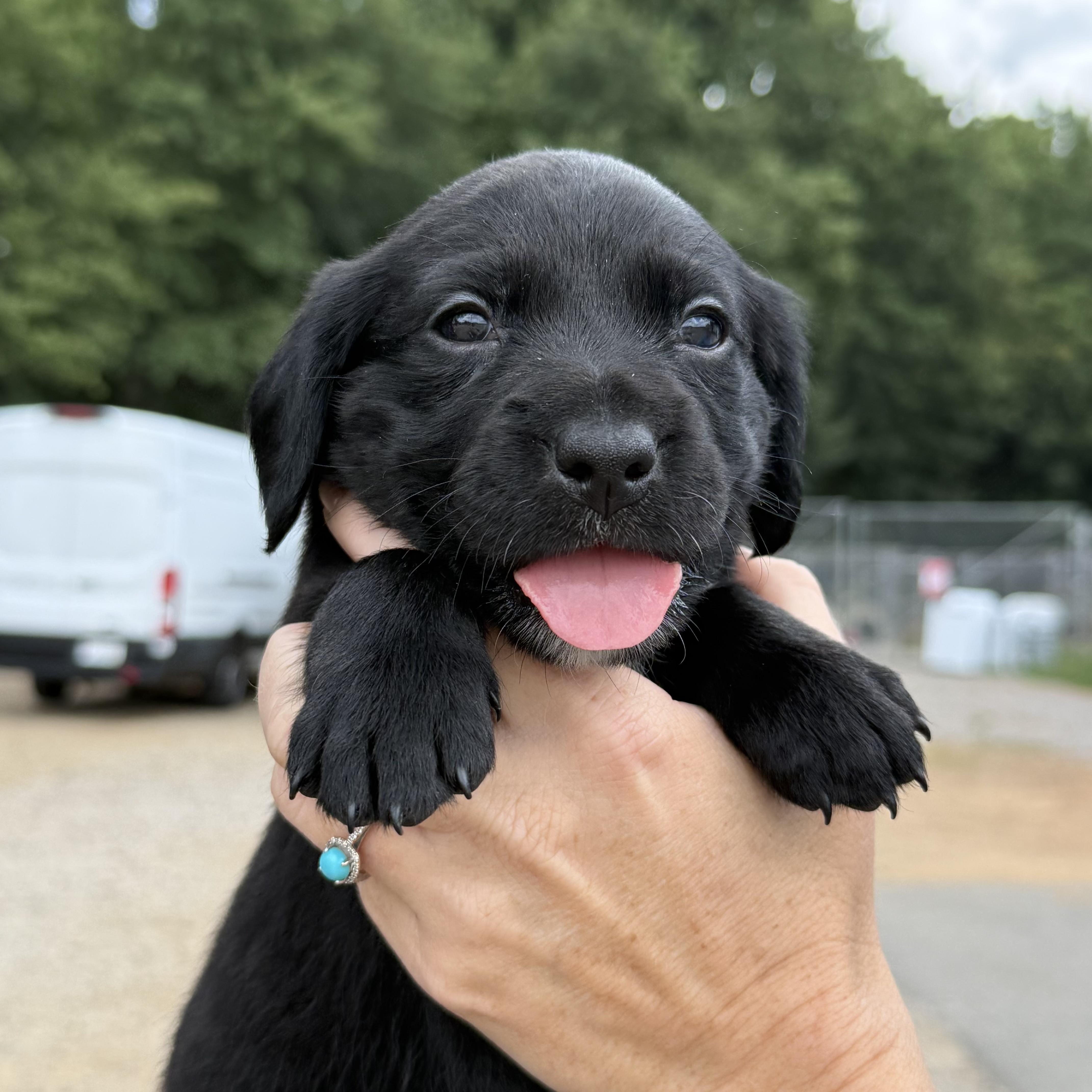 A baby medium-sized female Black Beagle dog named Madam Bovary for adoption in Columbia, SC