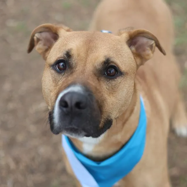 An adult large-sized male American Staffordshire Terrier dog named Castor for adoption in San Antonio, TX